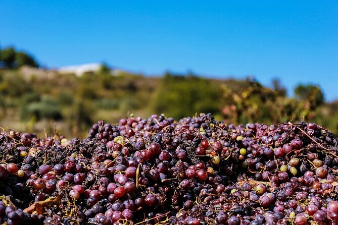 Local Wineries Tour with Wine Testing from Paphos - What to bring and how to get the most from the tastings