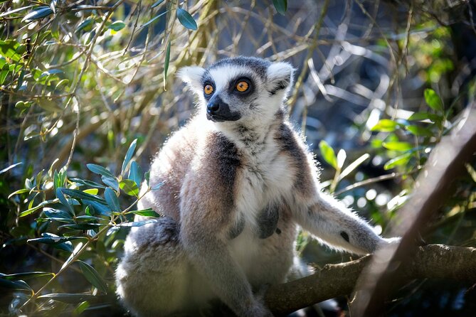 Pafos Zoo Ticket - Pafos Zoo Ticket at a Glance: a simple Cyprus day out