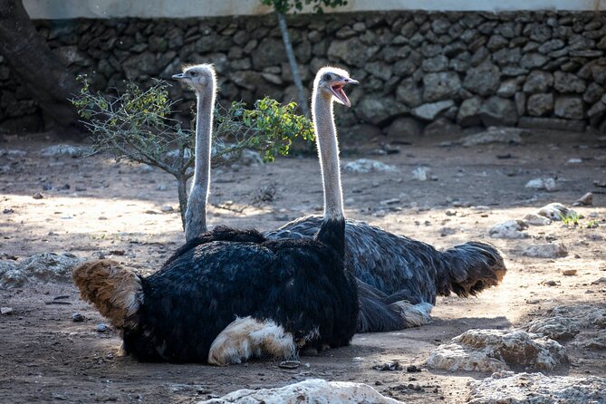Pafos Zoo Ticket - Animal highlights: shows, birds, and hands-on moments