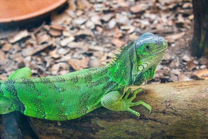 Pafos Zoo Ticket - What to bring: water, camera, and money for extras