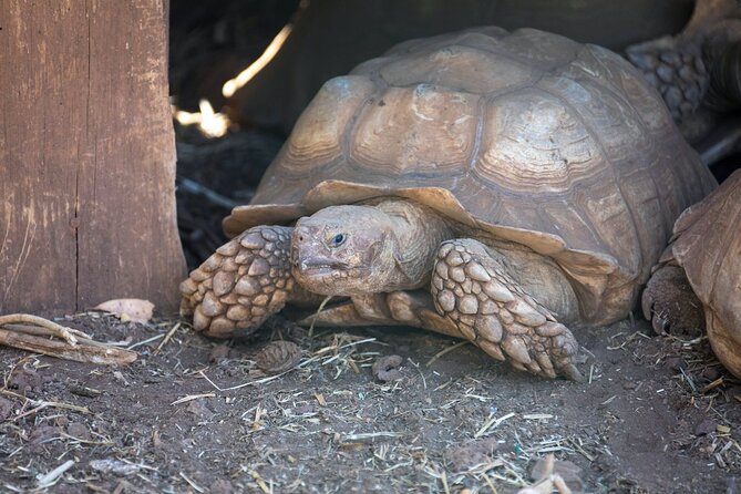 Pafos Zoo Ticket - Price and value: is $22.28 a good deal?