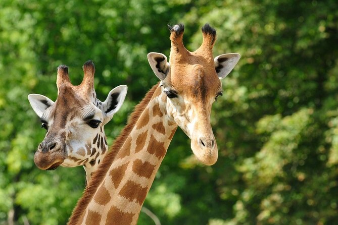 Pafos Zoo Visit & Blue Lagoon Cruise with Local Guide from Paphos - Key things to know before you go