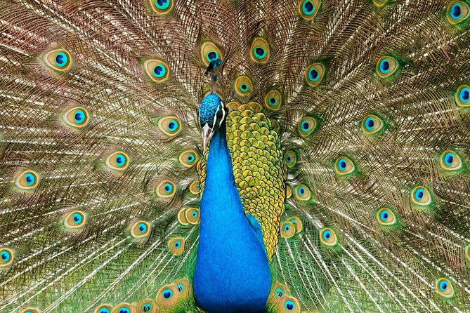 Pafos Zoo Visit & Blue Lagoon Cruise with Local Guide from Paphos - Price of $81.42: where the value really comes from