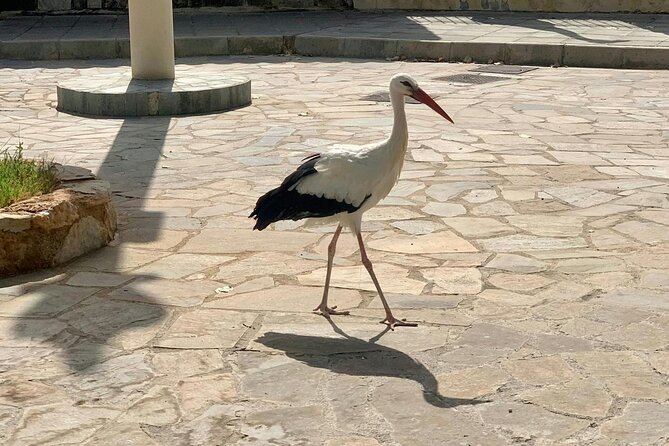 Pafos Zoo Visit & Blue Lagoon Cruise with Local Guide from Paphos - Who this tour fits best, and who should skip it