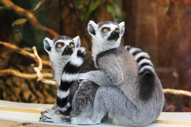 Pafos Zoo Visit & Blue Lagoon Cruise with Local Guide Limassol - How to make the most of zoo time (without turning it into a marathon)
