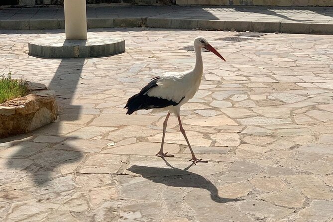 Pafos Zoo Visit & Blue Lagoon Cruise with Local Guide Limassol - Timing and weather: how to avoid a day that feels scrambled