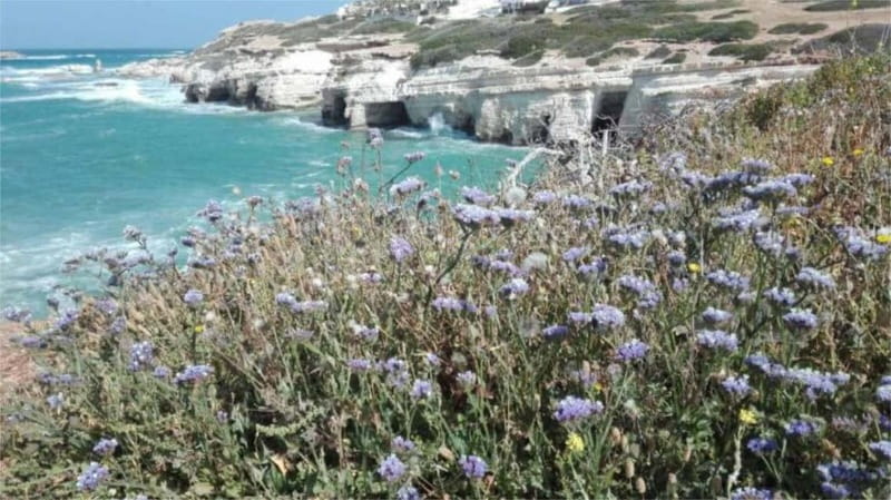 Paphos: Akamas, Waterfalls & Blue Lagoon of Aphrodite Tour - Getting Picked Up in Kato Paphos, Tombs of the Kings, Coral Bay, and Peyeia