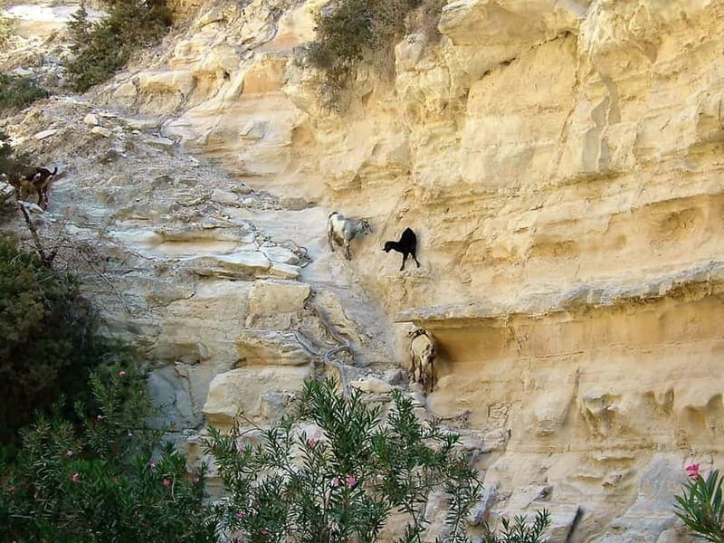 Paphos: Land Rover Jeep Safari Coastal Tour and Blue Lagoon - Who should book this jeep safari, and who should skip it