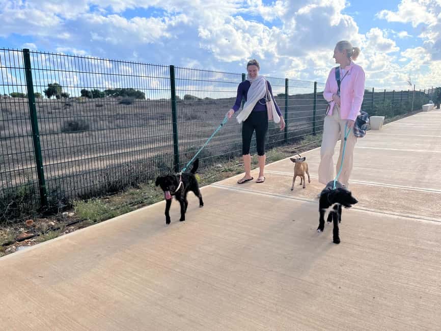 Paphos: Lighthouse Area Beach Walk with Rescue Dogs - How the foster dogs join the group, calmly and supervised