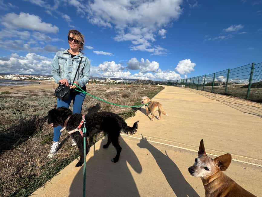 Paphos: Lighthouse Area Beach Walk with Rescue Dogs - Who this suits best (and who it won’t)