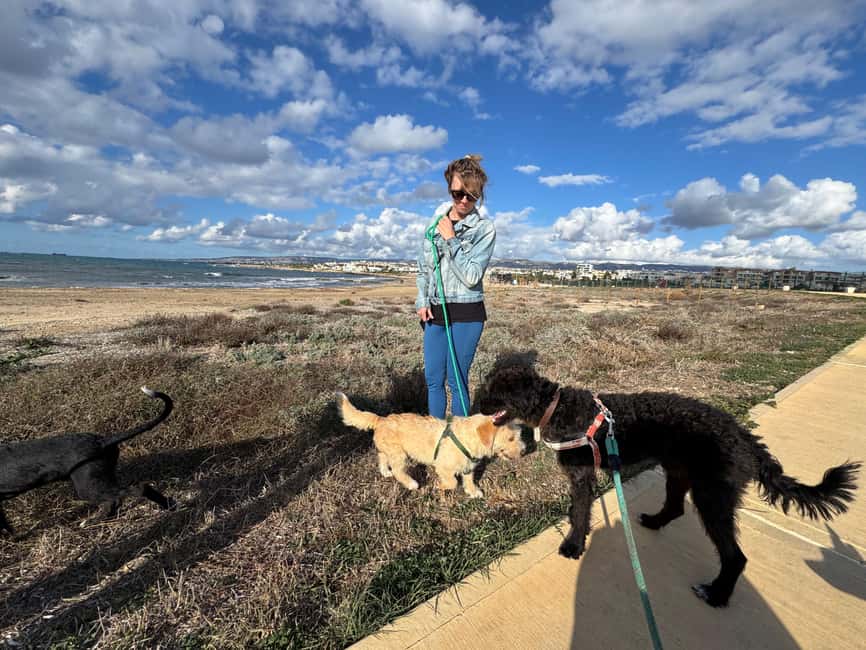 Paphos: Lighthouse Area Beach Walk with Rescue Dogs - Practical tips so you enjoy it, and keep the dogs comfortable