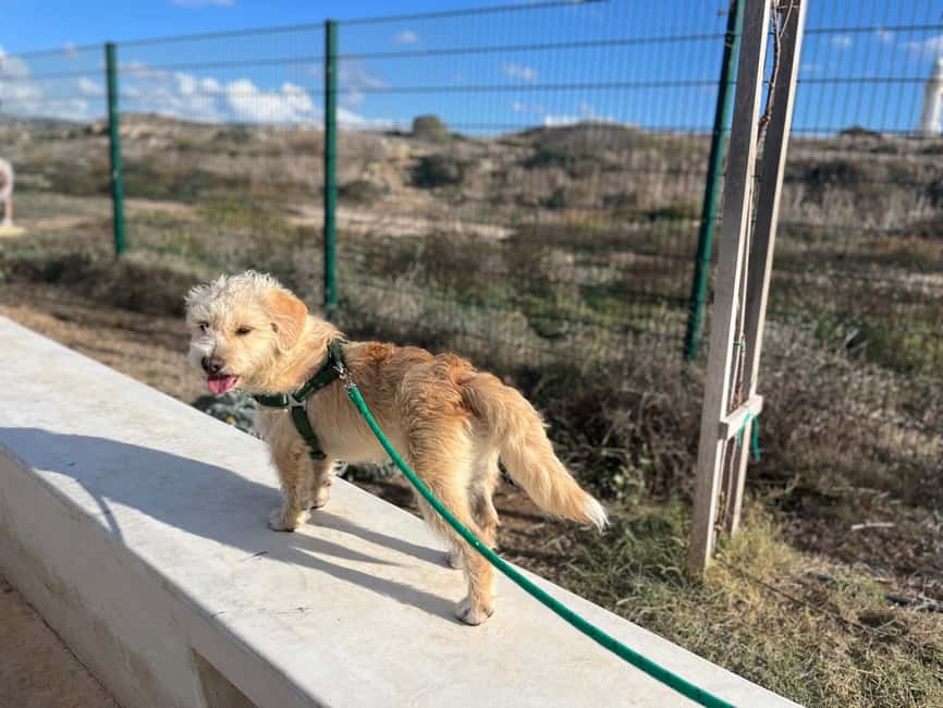 Paphos: Lighthouse Area Beach Walk with Rescue Dogs - Meeting near the lighthouse, then a safety-first welcome