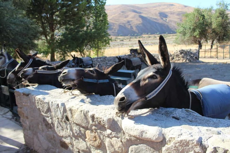 Paphos/Limassol: Donkey Farm Day Trip with Lunch & Tastings - The tasting circuit: village wine, zivania, commandaria, and local bites