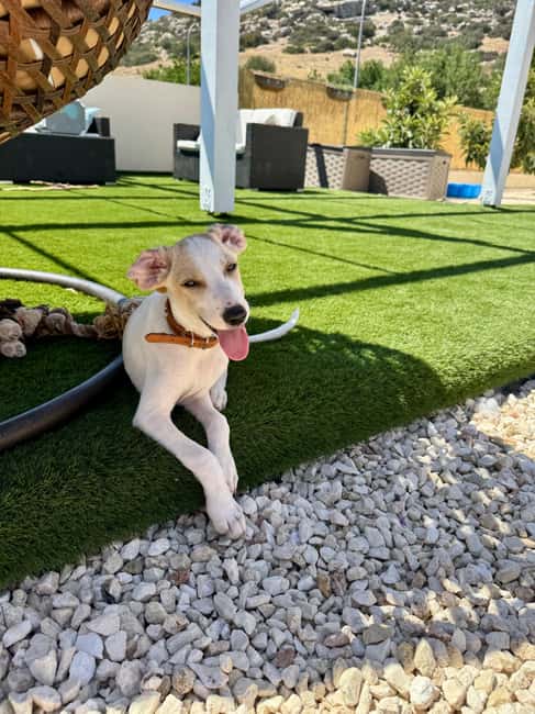 Paphos/ Peyia: Coffee, Cake, and Cuddles with Rescue Puppies - The cuddle time setup: calm contact, no forced handling