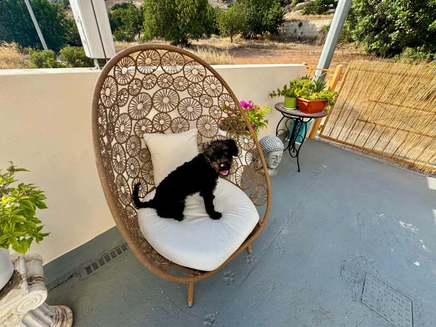 Paphos/ Peyia: Coffee, Cake, and Cuddles with Rescue Puppies - Learning about fostering and responsible adoption in Cyprus