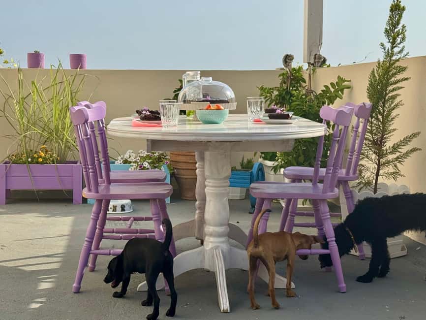 Paphos/ Peyia: Coffee, Cake, and Cuddles with Rescue Puppies - Who should book this puppy cuddle visit