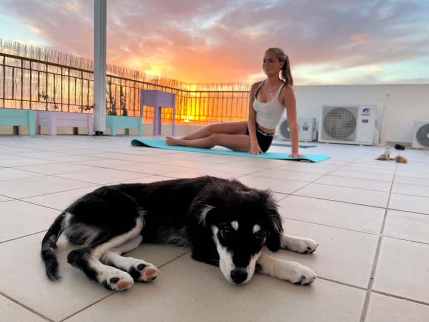 Paphos (Peyia): Mindful Yoga with Rescue Puppies - Key points to know before you go