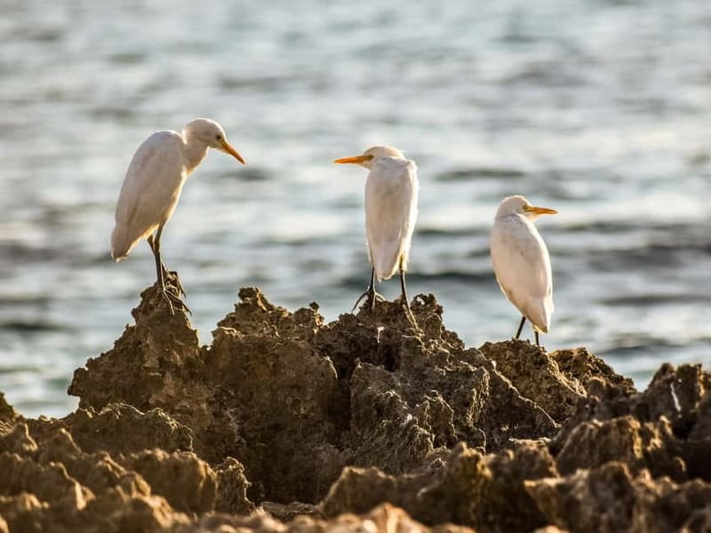 Paphos: Sea Star Cruise to Coral Bay - From pickup to boarding, how the day starts