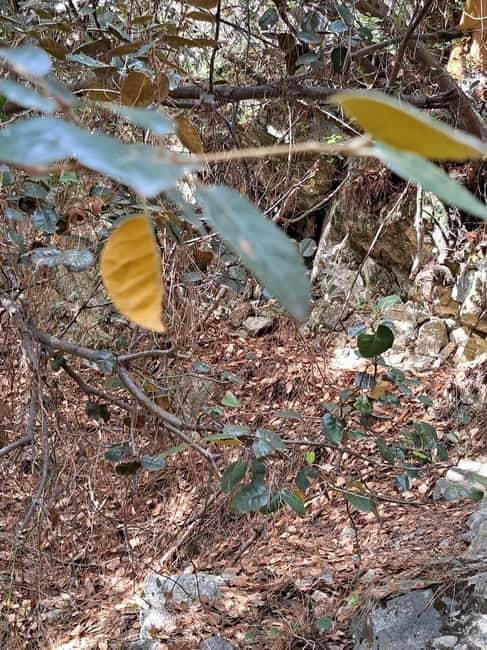 Paphos: Troodos Mountains Jeep Tour with Wine Tasting - Chantara Waterfall: the swim option, plus the winter snow play