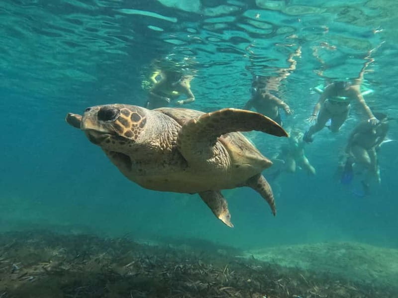 Paphos: Turtle-Watching Snorkeling Sea Scooter Trip - The Snorkel Window: Where You Look for Loggerheads and More