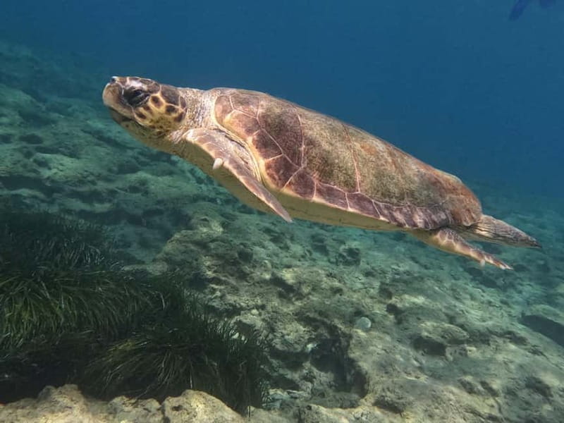 Paphos: Turtle-Watching Snorkeling Sea Scooter Trip - Ethics in Action: Watching, Not Touching