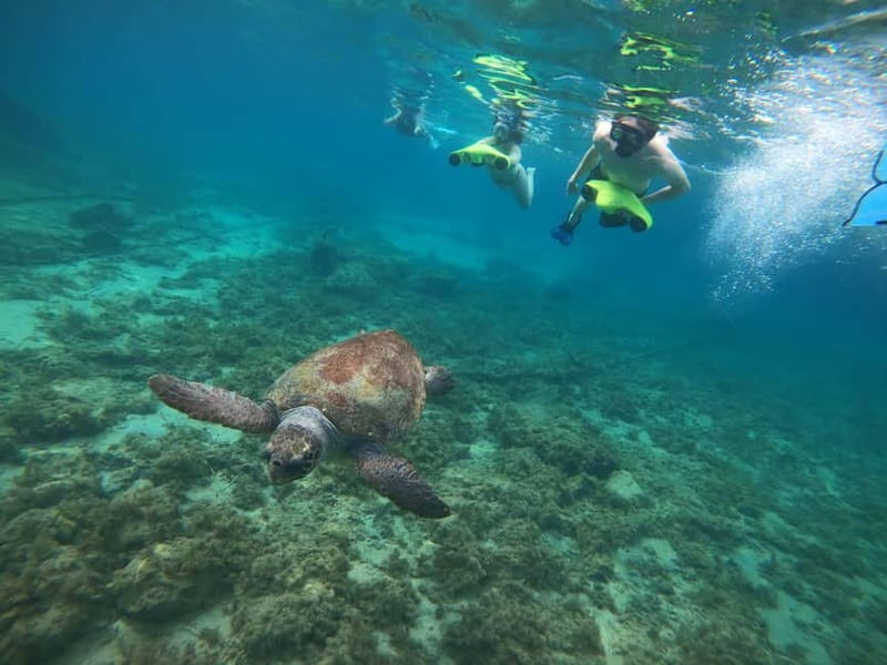 Paphos: Turtle-Watching Snorkeling Sea Scooter Trip - Price and Value: Is $70 Worth It?