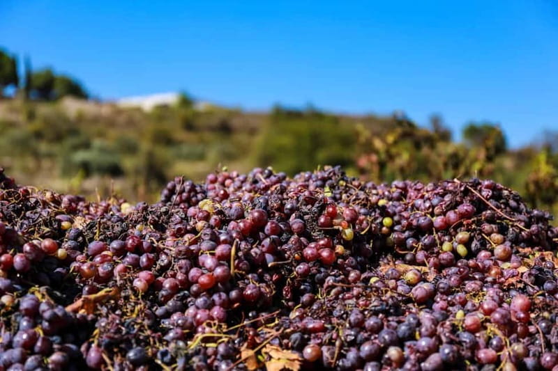 Paphos: Wine Tour – Vineyards, Tastings & Scenic Views - What to bring and how to enjoy it without rushing your senses