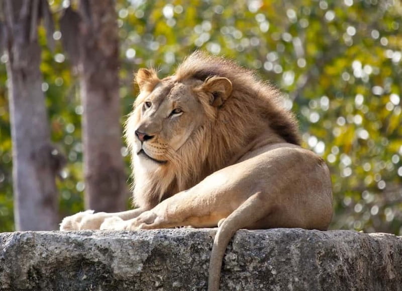 Paphos: Zoo Visit and Blue Lagoon Cruise with Guide & Lunch - Quick, specific highlights