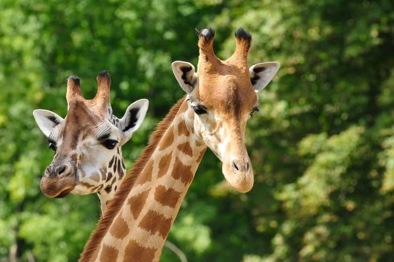 Paphos: Zoo Visit and Blue Lagoon Cruise with Guide & Lunch - Getting Moving: Hotel Pickup and the Real Start Time
