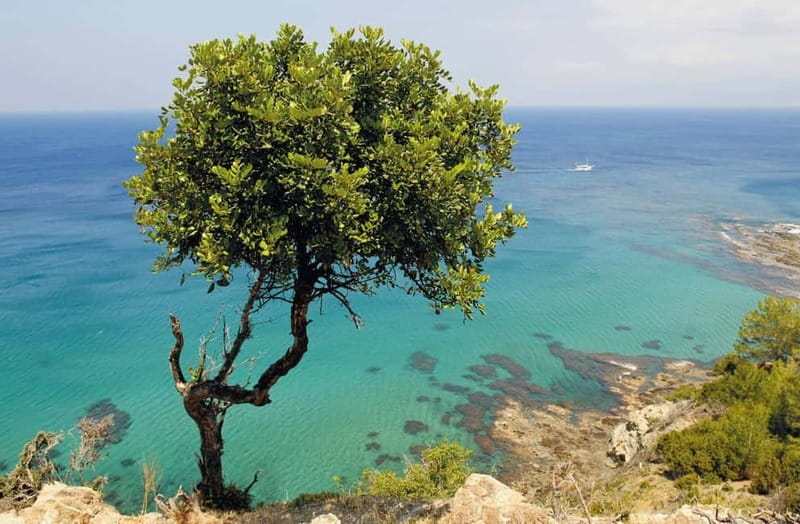 Paphos: Zoo Visit and Blue Lagoon Cruise with Guide & Lunch - What to Focus On at the Zoo (So You Actually Get Value)
