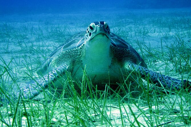 Private Discovery Dive + Photos & Videos - A private beginner scuba experience in Protaras, with real space to learn