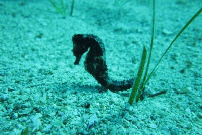 Private Discovery Dive + Photos & Videos