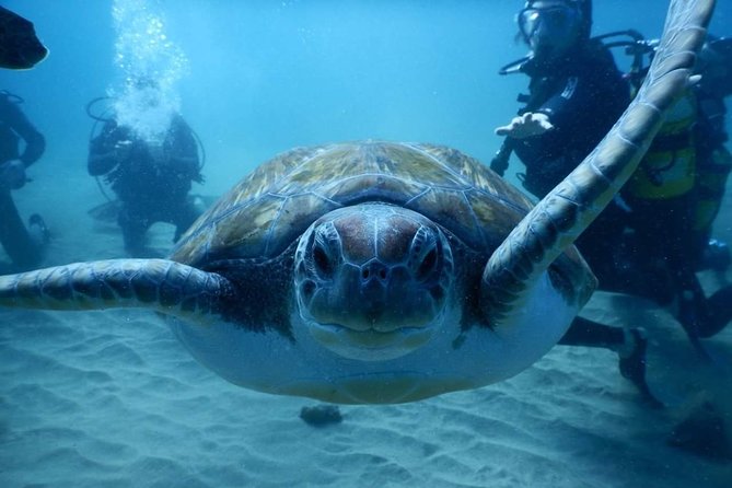 Private Diving at Zenobia Wreck in Larnaka - Nitrox Rules on the Zenobia Wreck, and How This Plan Fits Real Life