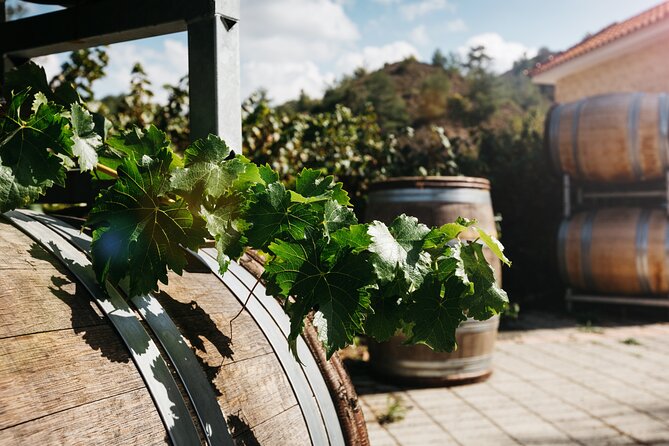 Private Full-Day Tour in Lanarca with a Visit to a Winery - Ktima Christoudia Winery tasting in Kato Drys