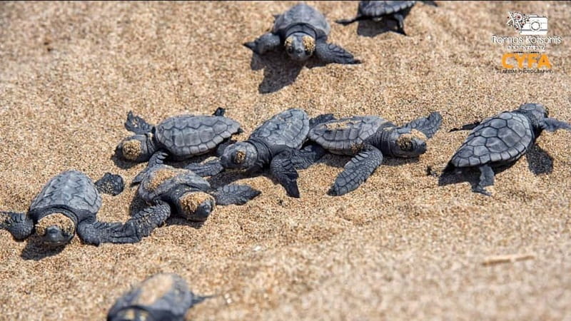 Private Jeep Safari Turtle Adventure & Adonis Waterfalls - Inneia-Lara Turtle Museum: a calm start that pays off later