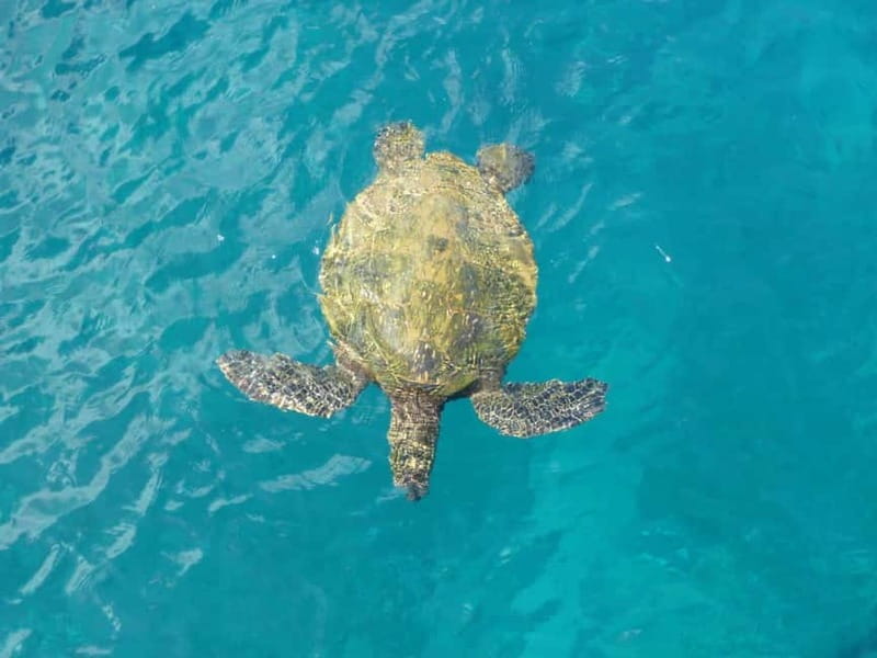 Private Jeep Safari Turtle Adventure & Adonis Waterfalls - From Paphos to Inneia: the 4x4 ride mindset