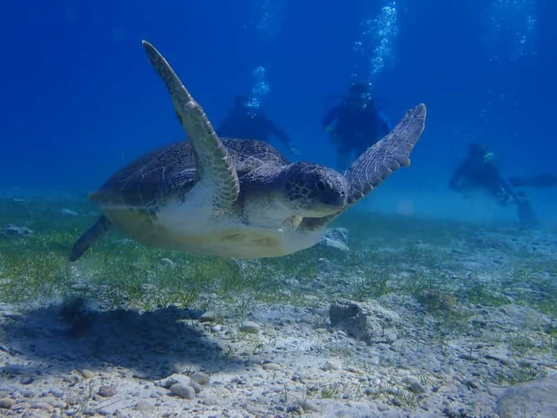 Protaras: Cape Grecko Single Dive for Qualified Divers - Shore entry along Cape Grecko: why this style is a good choice