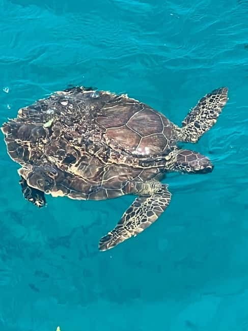 Protaras: Waterworld Turtle Cove Cruise with Swim Stops - Meeting at the pier, boarding steps, and how to show up ready