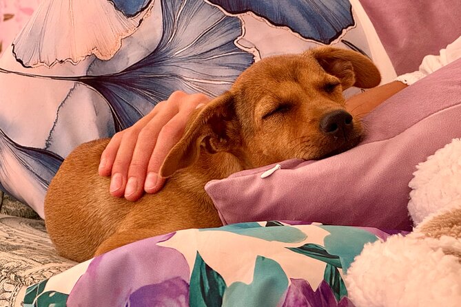 Puppies and Movies: A Feel-Good Film Night with Rescue Pups - The 7:00 pm Flow: Snacks, Puppy Time, Then a Family-Friendly Film