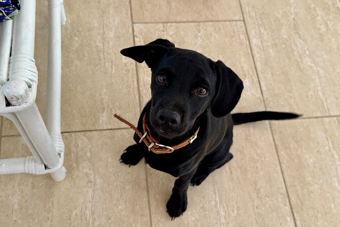 Puppies and Movies: A Feel-Good Film Night with Rescue Pups - Should You Book Puppies and Movies With Rescue Pups?