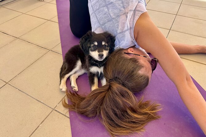 Puppy Yoga in einer Meerblick-Villa bei Paphos (Kleingruppe) - Key highlights worth knowing
