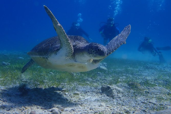 Scuba Diving Activity in Pernera - Who this is perfect for, and who should think twice