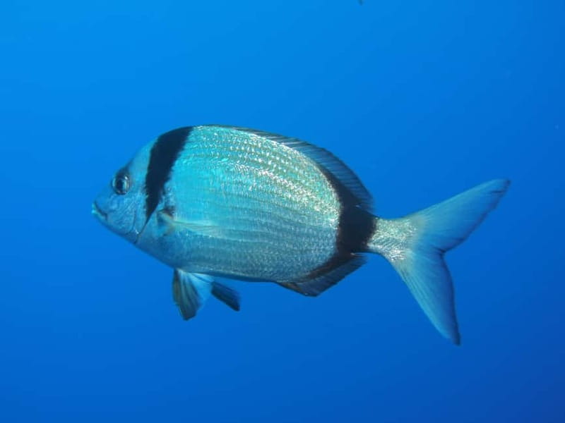Scuba Diving - Tunnels & Caves - Cape Greco - private guided - Equipment and Comfort: What to Wear and What to Expect
