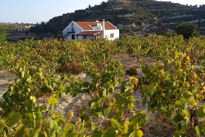 Shared Monolithos Boutique Winery Tour - The owner-led tour: vine to bottle, with a cellar walk