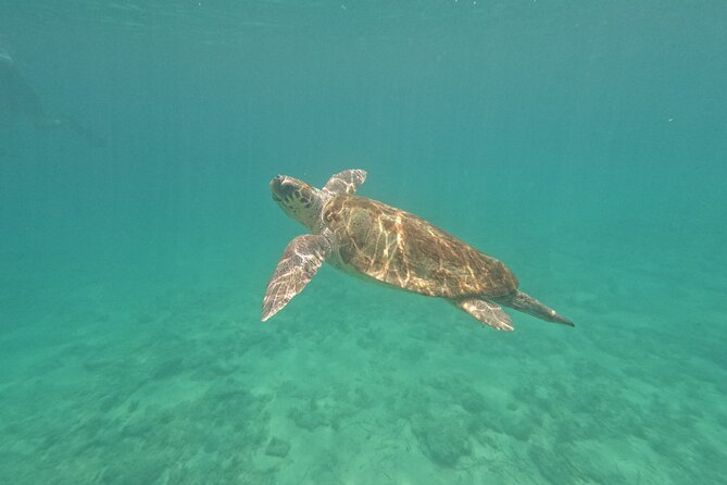 snorkeling ,Turtle Watching in Cyprus - Key Highlights You’ll Care About
