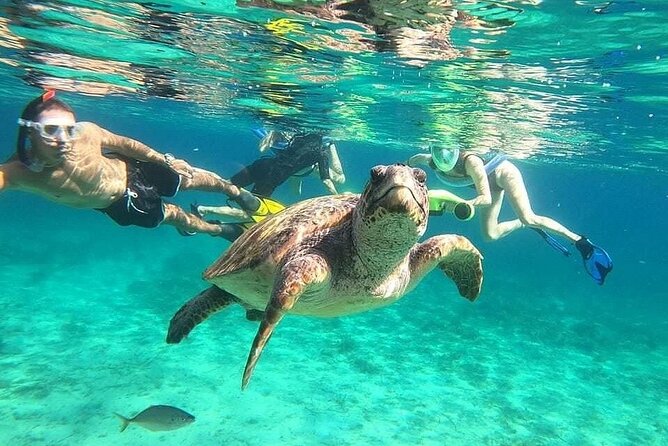 snorkeling ,Turtle Watching in Cyprus - Turtle Watching in Paphos: What This Tour Really Feels Like