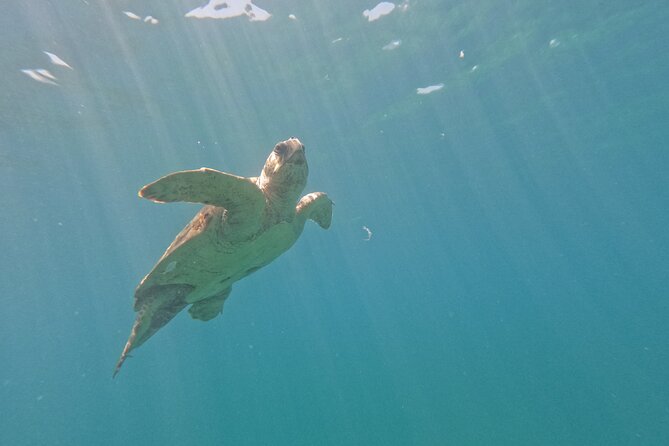 snorkeling ,Turtle Watching in Cyprus - Snorkeling Time: How the Turtles Work Into the Swim