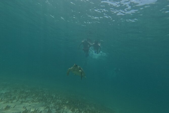 snorkeling ,Turtle Watching in Cyprus - Photos and the Little Extras That Make the Morning Feel Complete