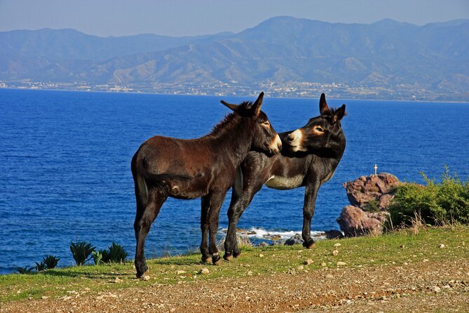 The Akamas Peninsula EcoTour Adventure - Private 4x4 logistics: timing, pickup, and your group size