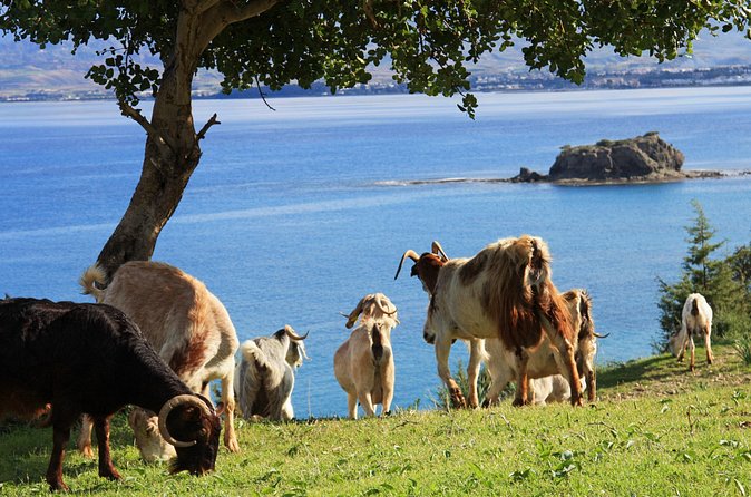 The Akamas Peninsula EcoTour Adventure - Steni village tavern meal: the slow human pause
